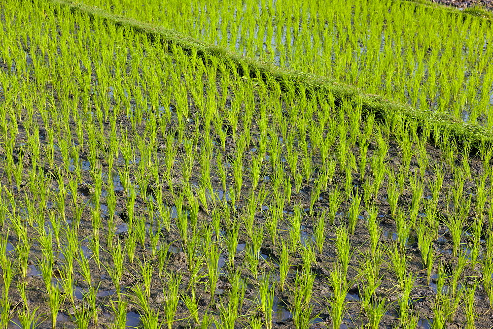 Rice field, Kerobokan, Bali, Indonesia, Southeast Asia, Asia