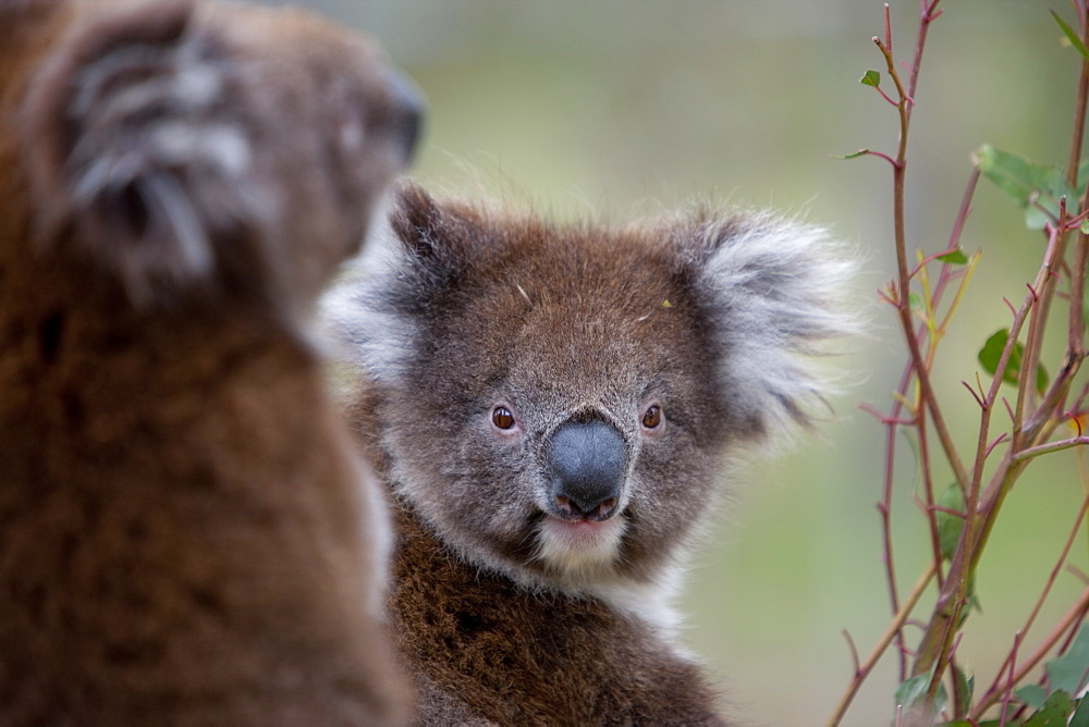 Koala (Phascolarctos cinereus), in a eucalyptus tree, Yanchep National Park, West Australia, Australia, Pacific