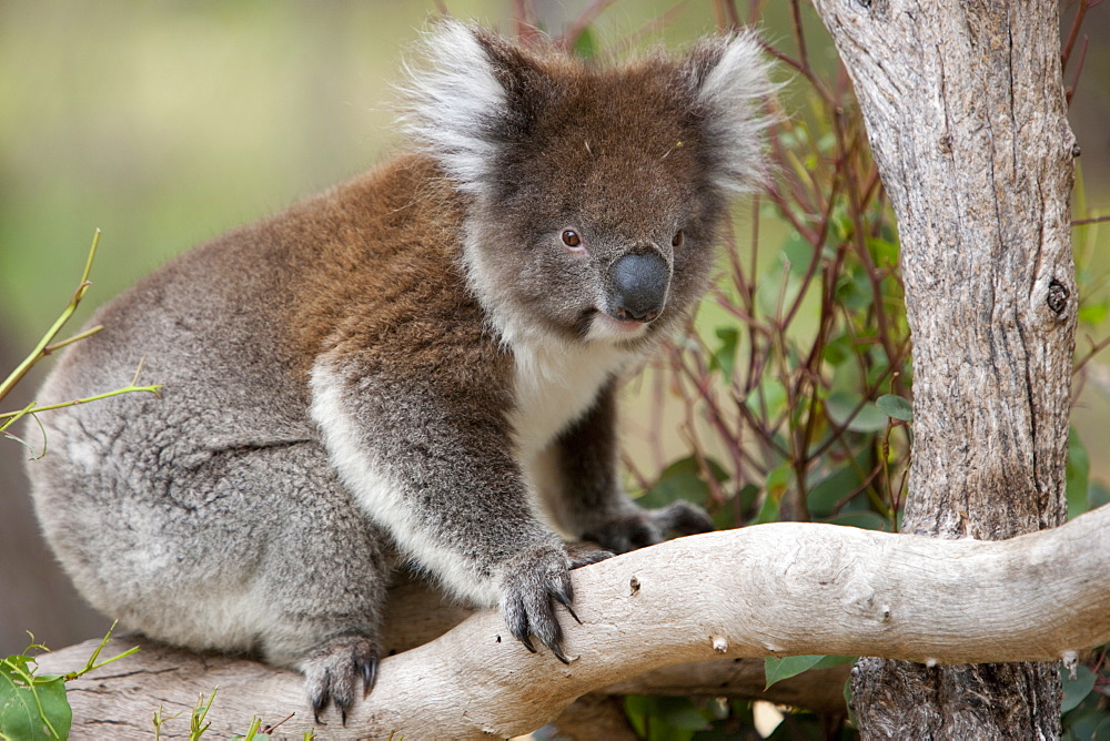 Koala (Phascolarctos cinereus) in a eucalyptus tree, Yanchep National Park, West Australia, Australia, Pacific