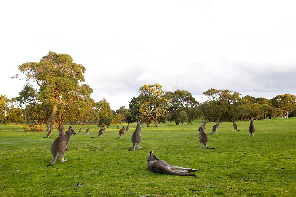 Eastern Grey Kangaroo, (Macropus giganteus), Anglesea, Great Ocean Road, Victoria, Australia