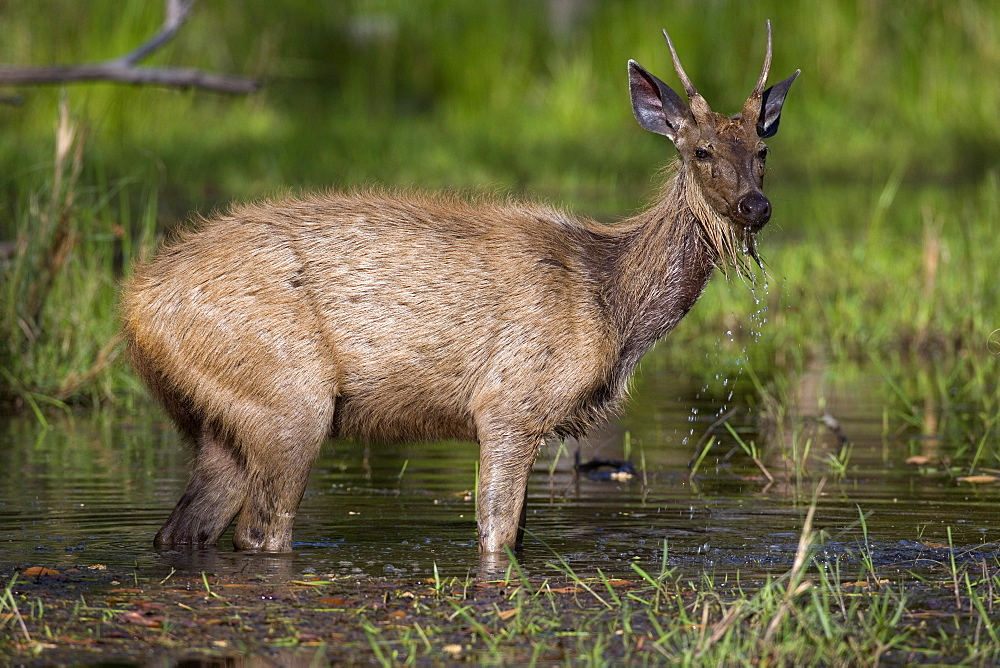 Sambar Deer, (Cervus unicolor), Bandhavgarh N.P., Madhya Pradesh, India