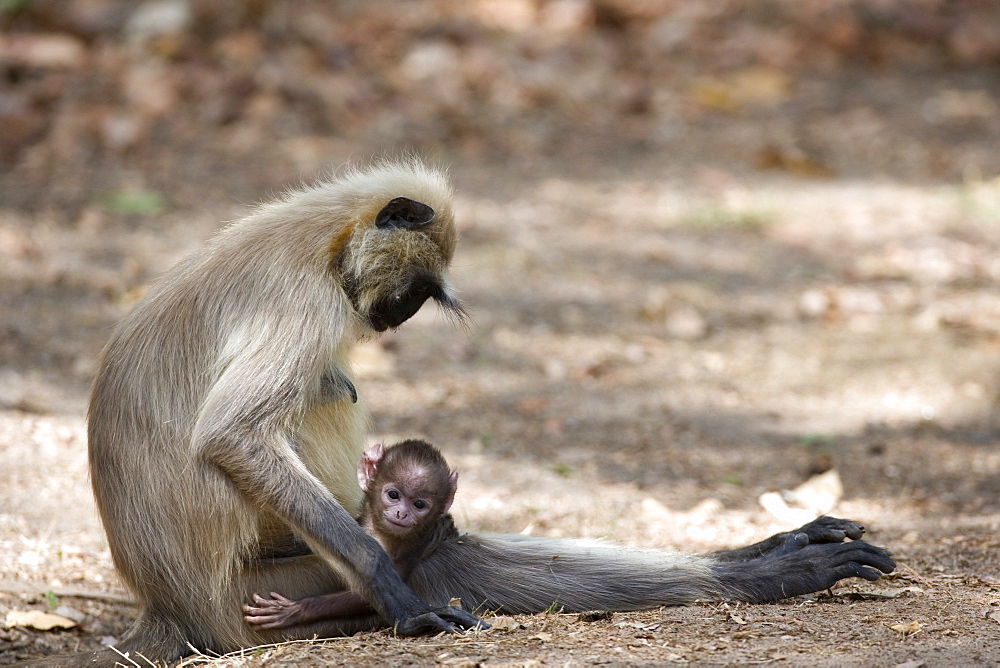 Common Langur, (Presbytis entellus), Bandhavgarh N.P., Madhya Pradesh, India