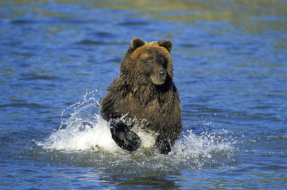 Brown Bear, (Ursus arctos), Lake Clark National Park, Alaska, USA