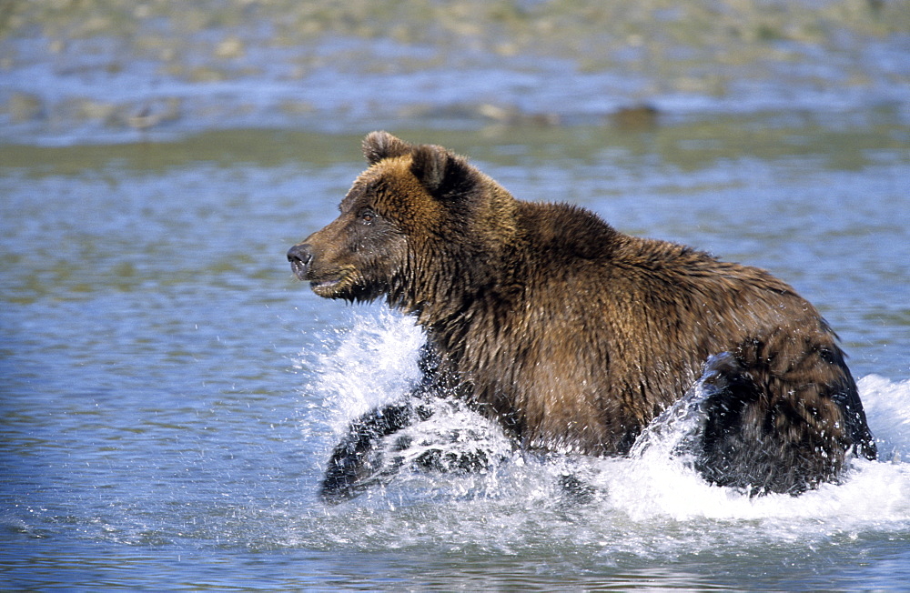 Brown Bear, (Ursus arctos), Lake Clark National Park, Alaska, USA