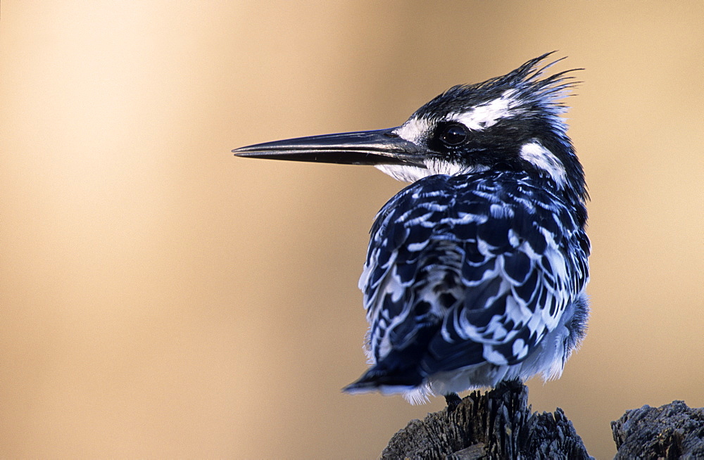 Pied Kingfisher, (Ceryle rudis), Chobe River, Chobe National Park, Botswana 