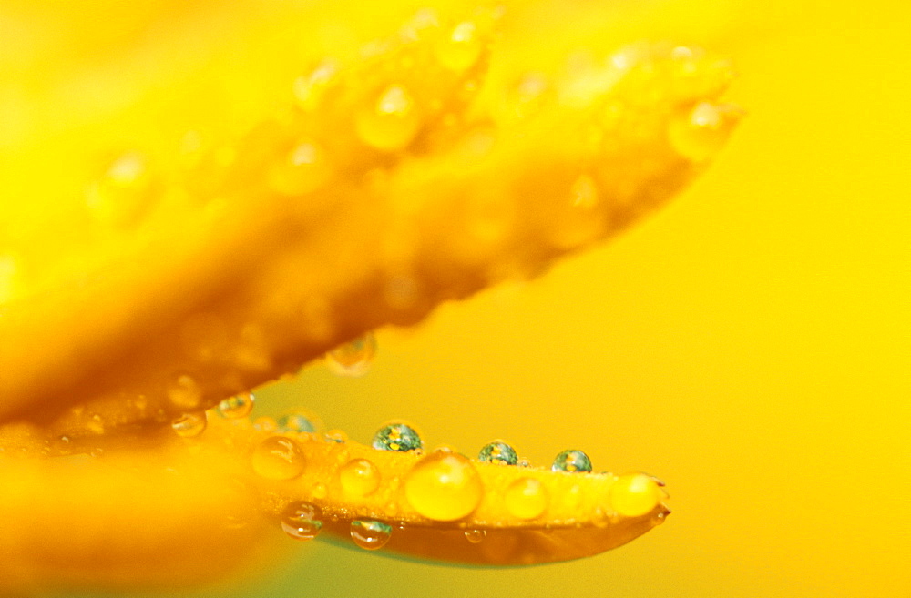 Marigold, Calendula officinalis, Bielefeld, NRW, Germany