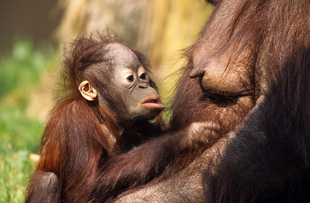 Orang-Utan, (Pongo pygmaeus), Apenheul Zoo, Netherland