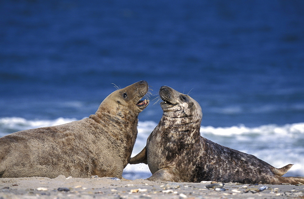 Gray Seal, (Halichoerus grypus), Helgoland, Schleswig-Holstein, Germany