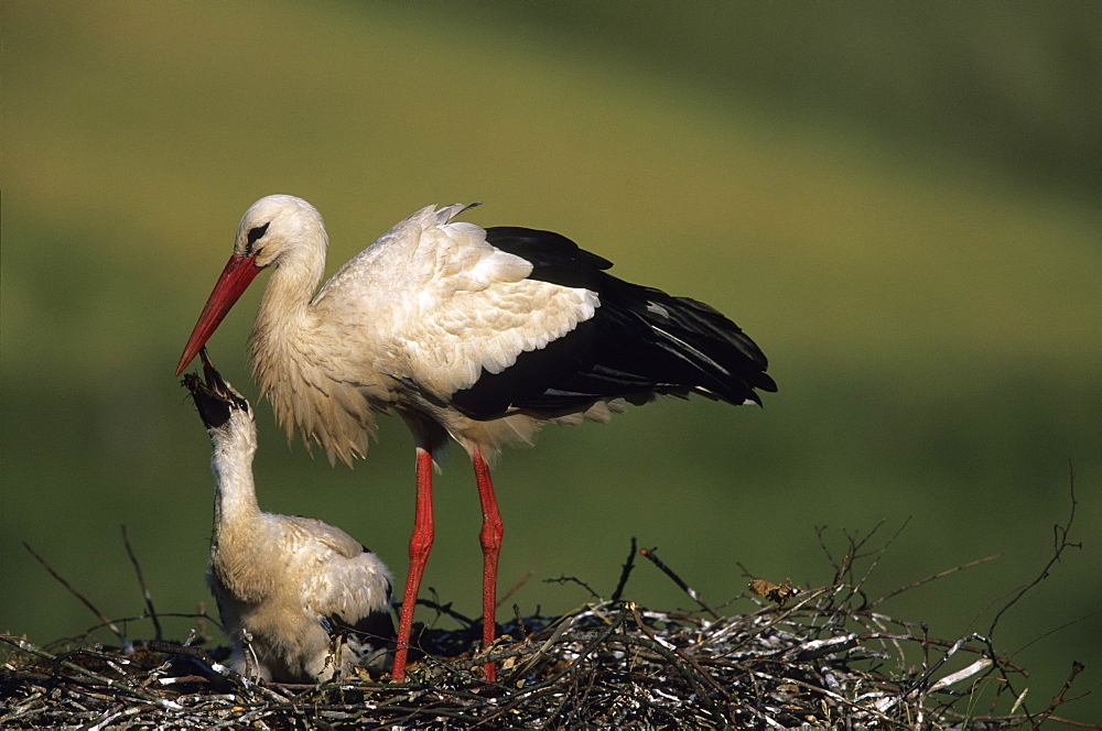 White Stork, (Ciconia ciconia), Joessen, NRW, Germany