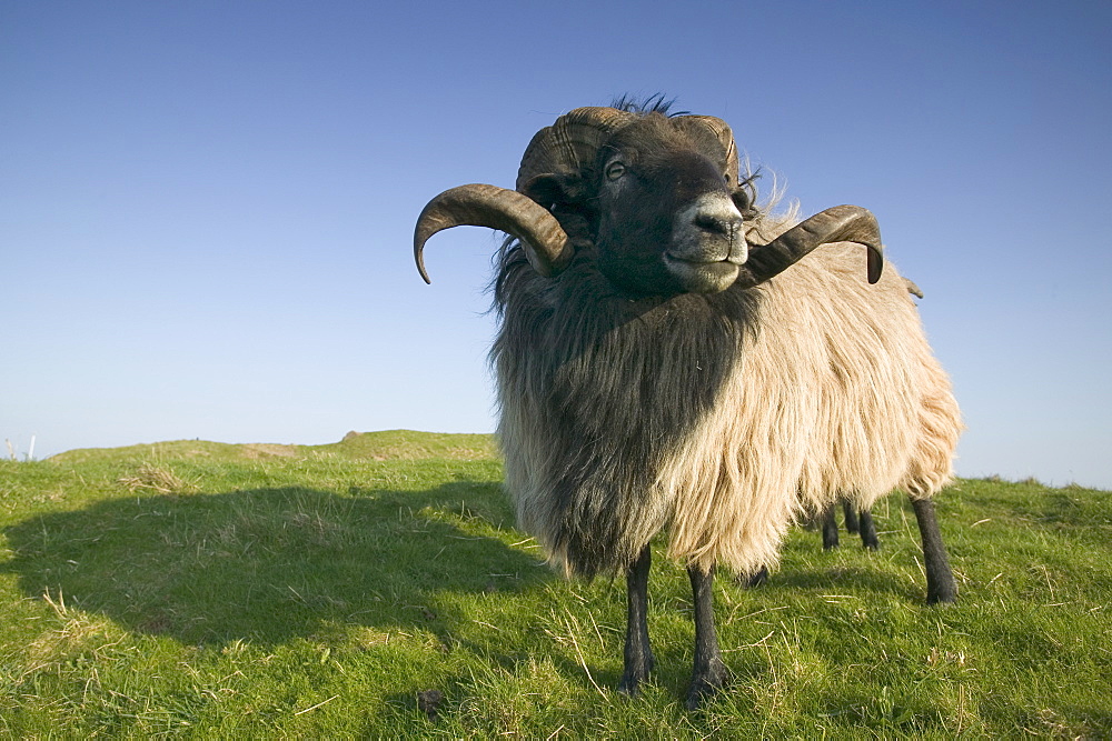 Domestic sheep, Heligoland, Germany, Europe