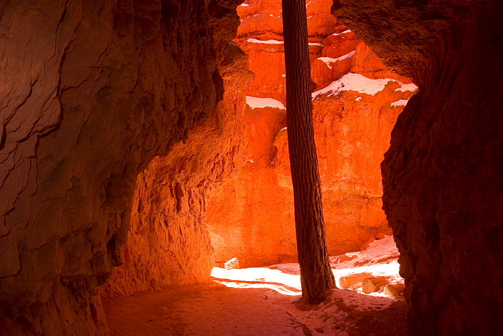 Bryce Canyon, Tree in the Canyon, Bryce Canyon N.P., Utah, USA