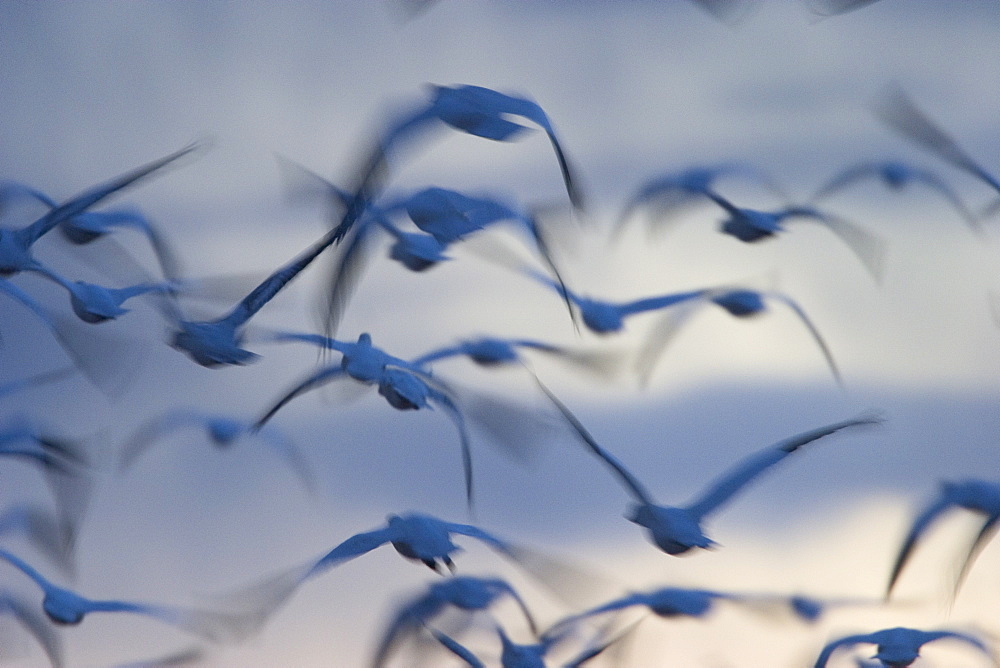 Snow goose (Anser caerulescens), Bosque del Apache, Socorro, New Mexico, United States of America, North America