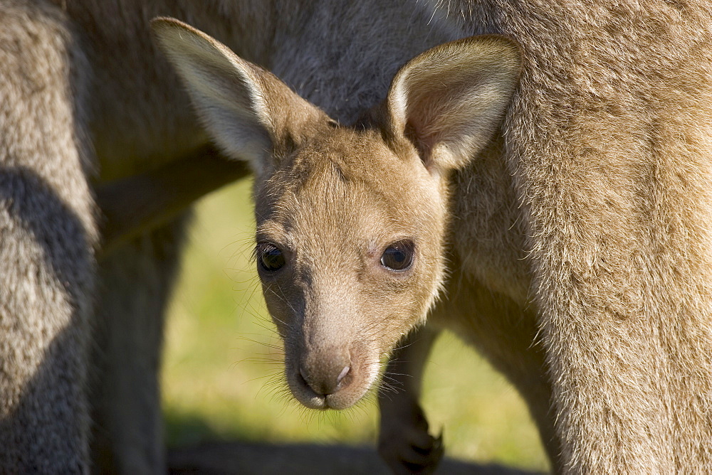 Eastern grey kangaroo (Macropus fuliginosus), Marramarang National Park, New South Wales, Australia, Pacific