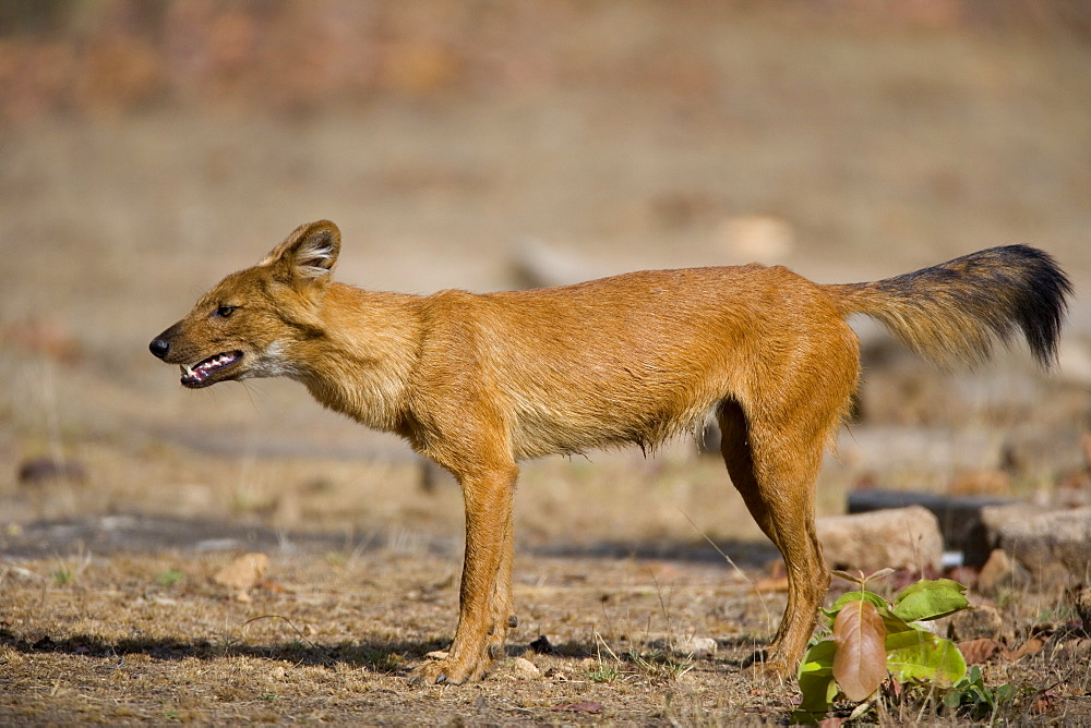 Dhole/Wild Dog, (Cuon alpinus), Bandhavgarh N.P., Madhya Pradesh, India