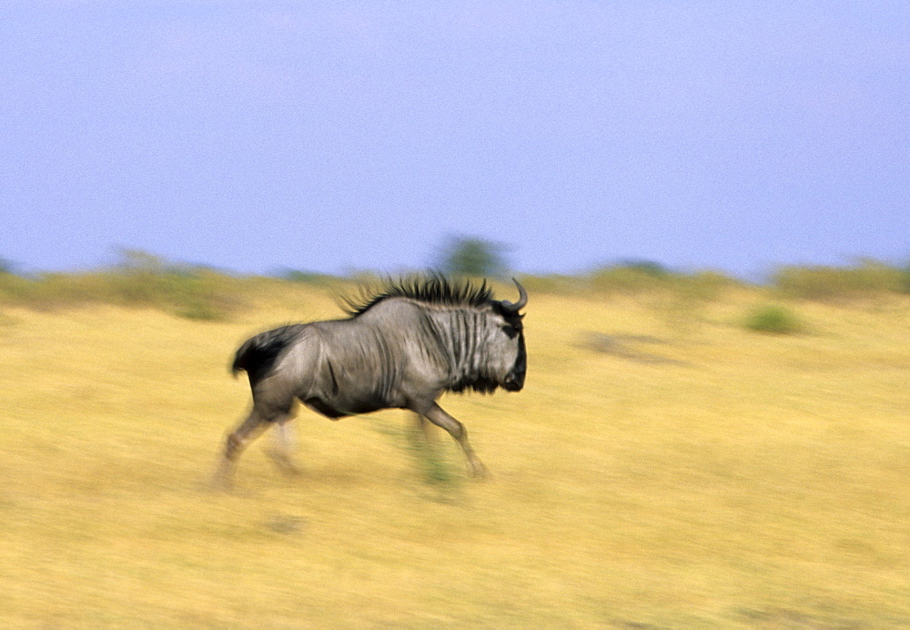 Blue wildebeest, Connochaetes tauvinus, Chobe National Park, Savuti, Botswana, Africa