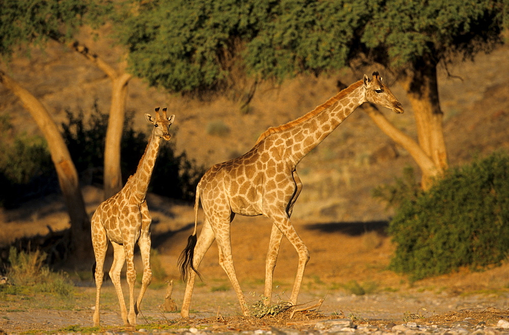 Giraffe family, (Giraffa camelopardalis), Kaokoveld, Namibia, Africa