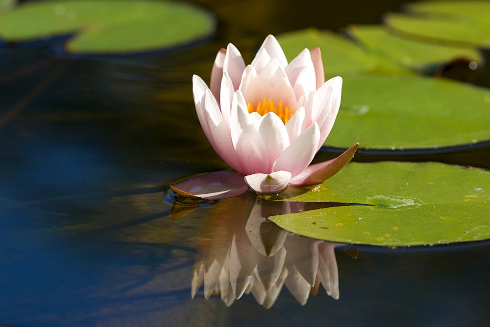 Waterlily, (Nymphaea), Bielefeld, Nordrhein Westfalen, Germany