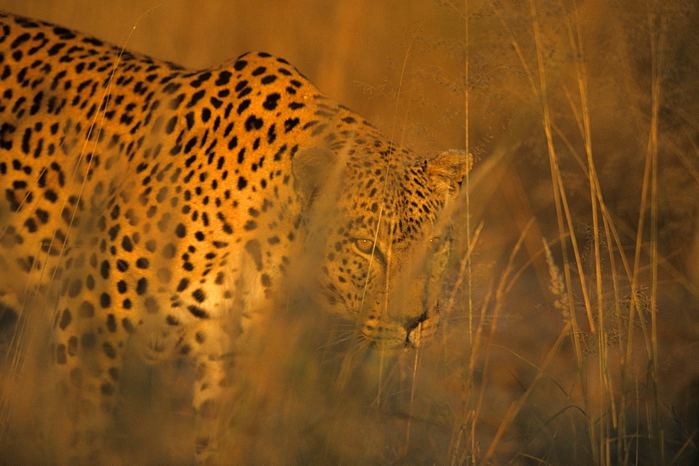 Leopard, Panthera pardus, Duesternbrook Private Game Reserve, Windhoek, Namibia, Africa