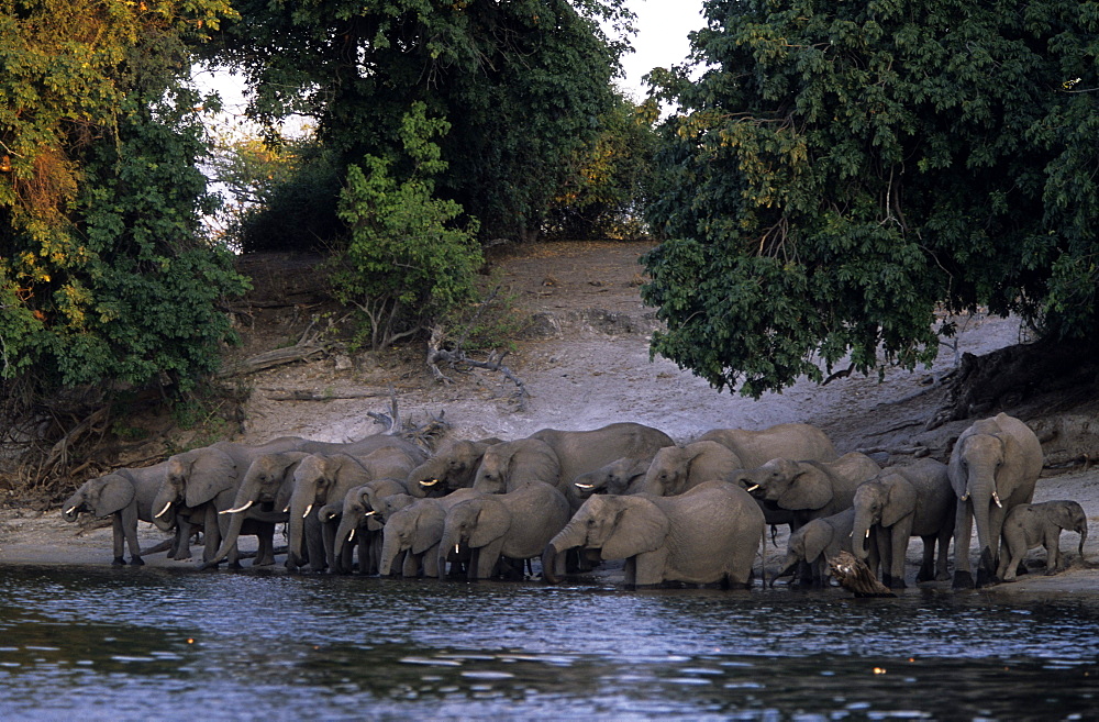 African elephant, Loxodonta africana, Chobe River, Chobe National Park, Botswana, Africa