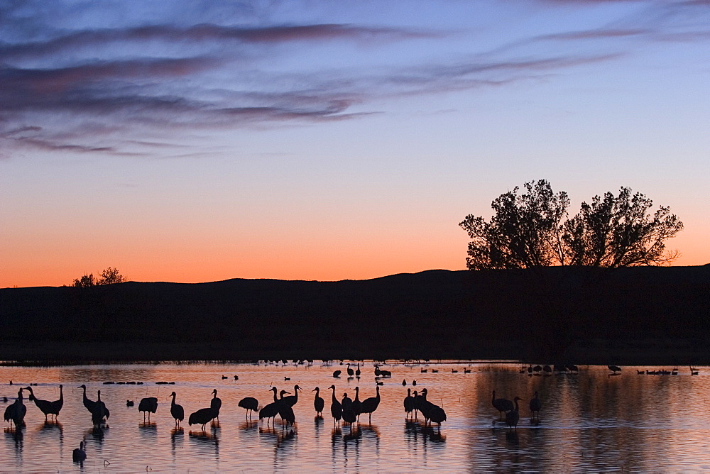 Sandhill Crane, (Grus canadensis), Bosque del Apache, Socorro, New Mexico, USA