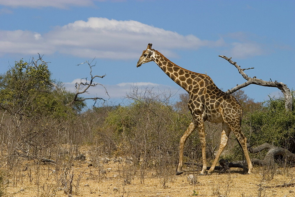 Giraffe, Giraffa camelopardalis, Chobe National Park, Botswana, Africa