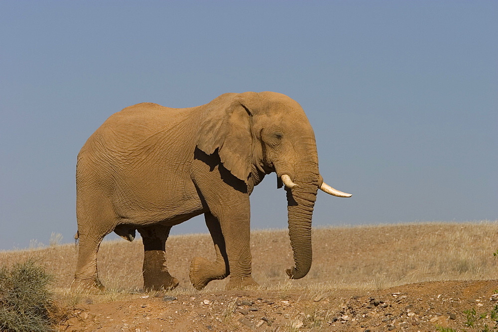 Desert-dwelling elephant, Loxodonta africana africana, Dry River, Hoanib, Kaokoland, Namibia, Africa