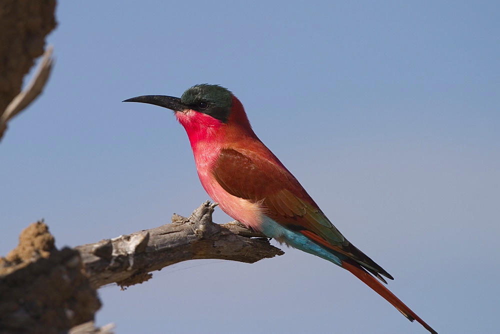 Carmine bee-eater, Merops nubicus, Chobe River, Chobe National Park, Botswana, Africa