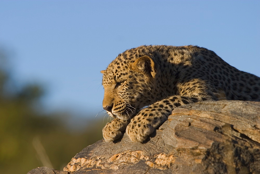 Leopard, Panthera pardus, Windhoek, Namibia, Africa