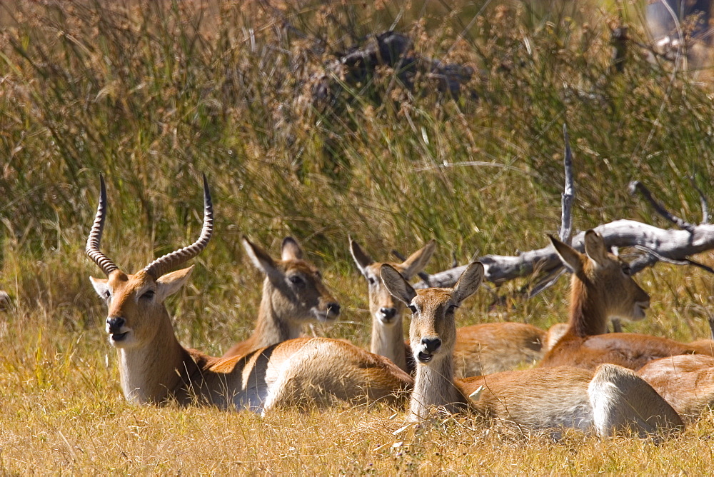 Red lechwe, Kobus leche leche, Moremi Wildlife Reserve, Botswana, Africa