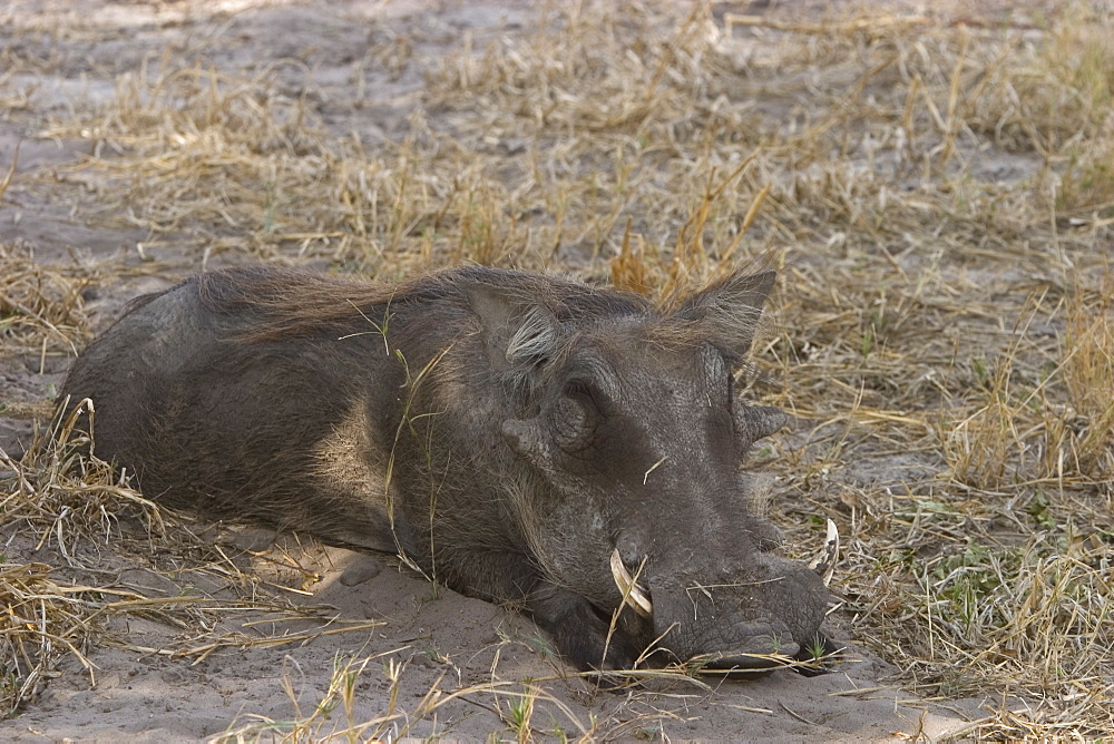 Warthog, Phacochoerus africanus, Savuti, Chobe National Park, Botswana, Africa