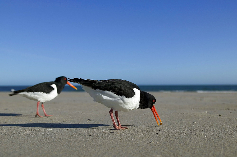 Oystercatcher, Haematopus ostralegus, Heligoland, Germany, Europe