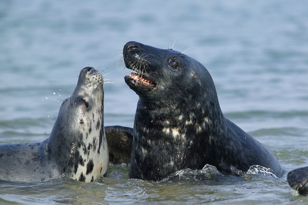 Gray seals (grey seals), Halichoerus grypus, Heligoland, Germany, Europe