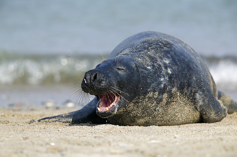 Gray seal (grey seal), Halichoerus grypus, Heligoland, Germany, Europe