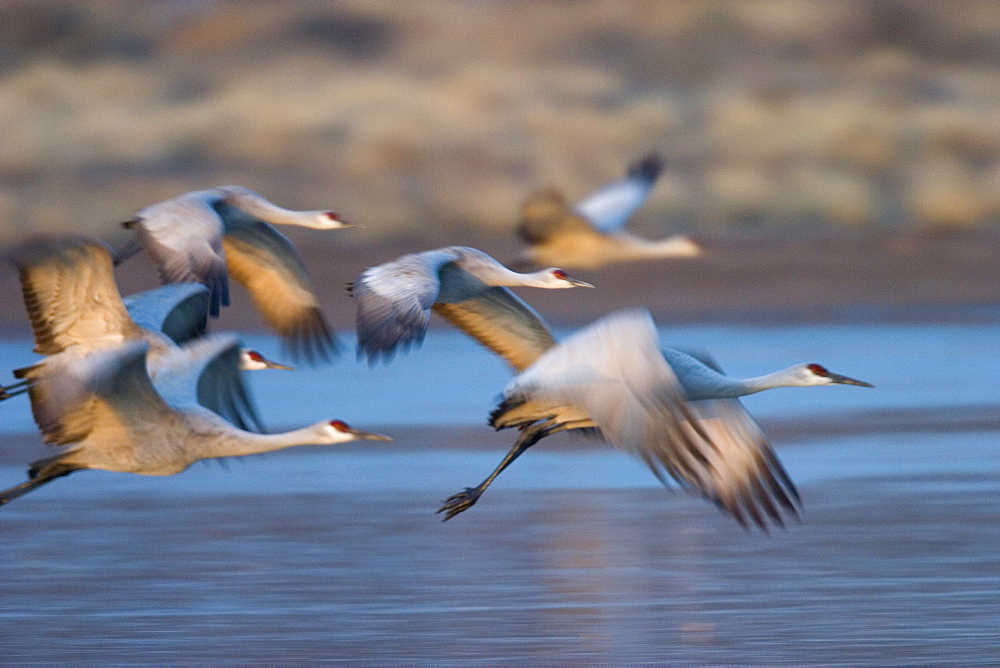 Sandhill cranes, Grus canadensis, Bosque del Apache, Socorro, New Mexico, United States of America, North America