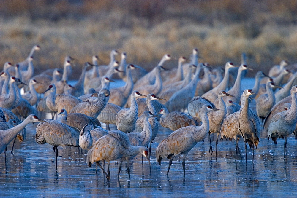 Sandhill cranes, Grus canadensis, Socorro, Bosque del Apache, New Mexico, United States of America, North America