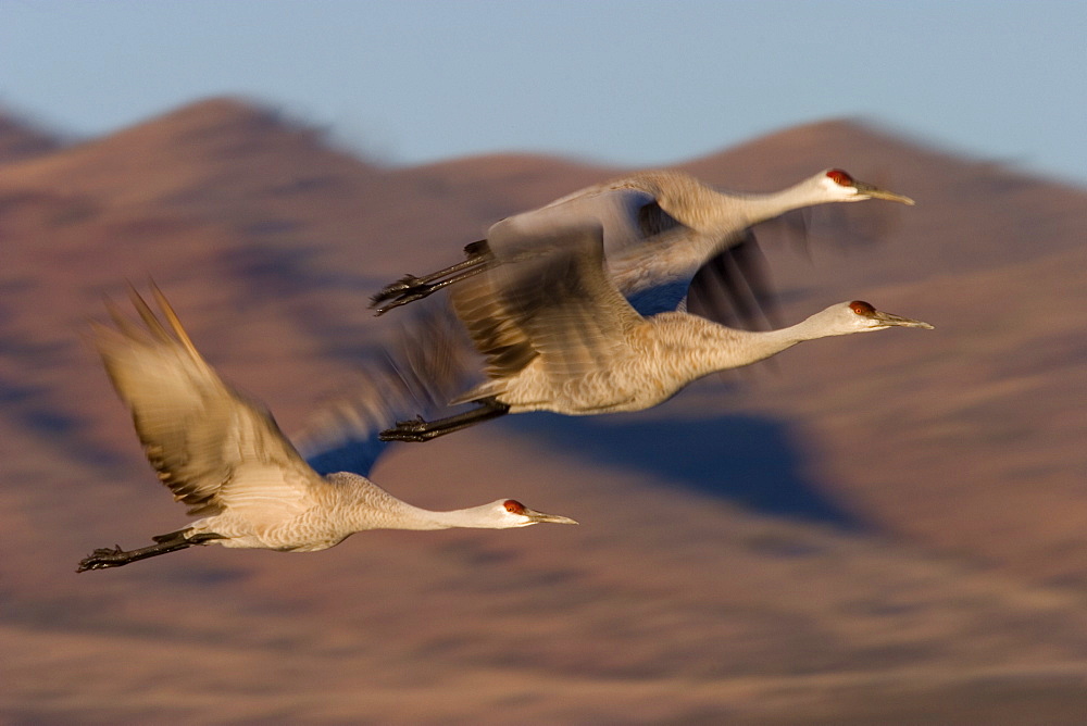 Sandhill Cranes, Grus canadensis, Socorro, Bosque del Apache, New Mexico, United States of America, North America