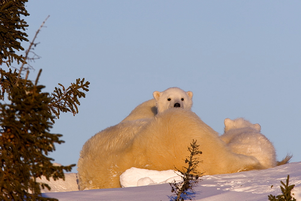 Polar Bear with cubs, (Ursus maritimus), Churchill, Manitoba, Canada