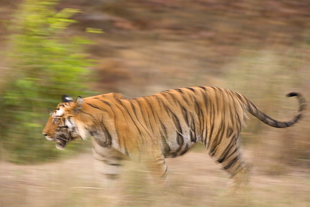 Bengal tiger, Panthera tigris tigris, Bandhavgarh National Park, Madhya Pradesh, India, Asia