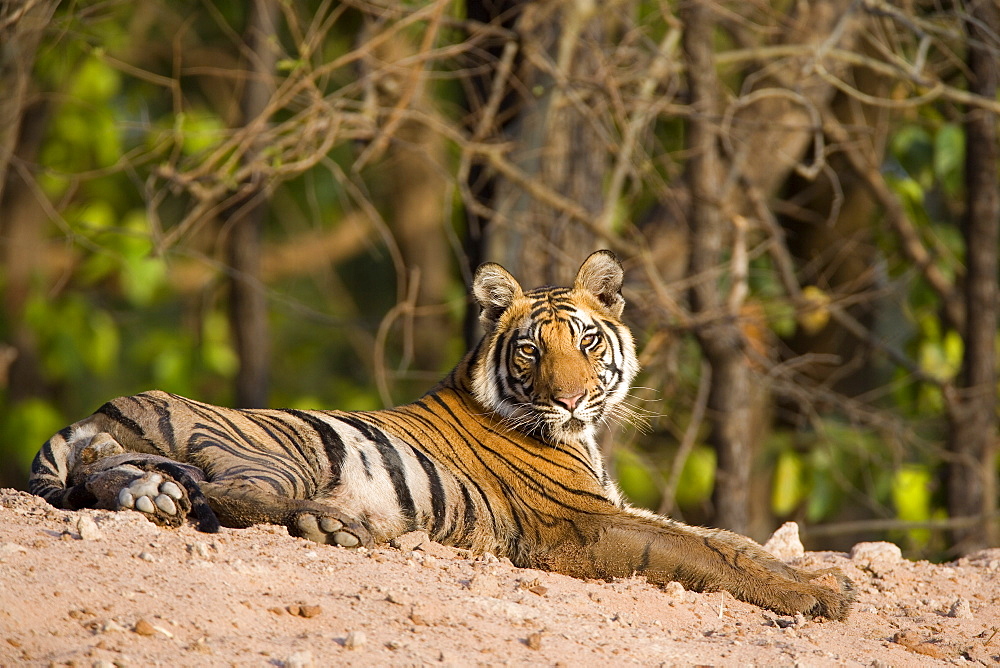 Bengal tiger, Panthera tigris tigris, Bandhavgarh National Park, Madhya Pradesh, India, Asia