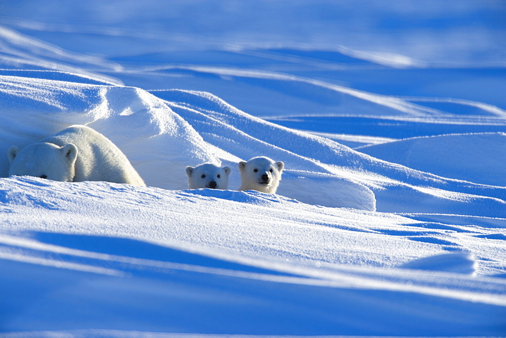 Polar Bear with cubs, (Ursus maritimus), Churchill, Manitoba, Canada