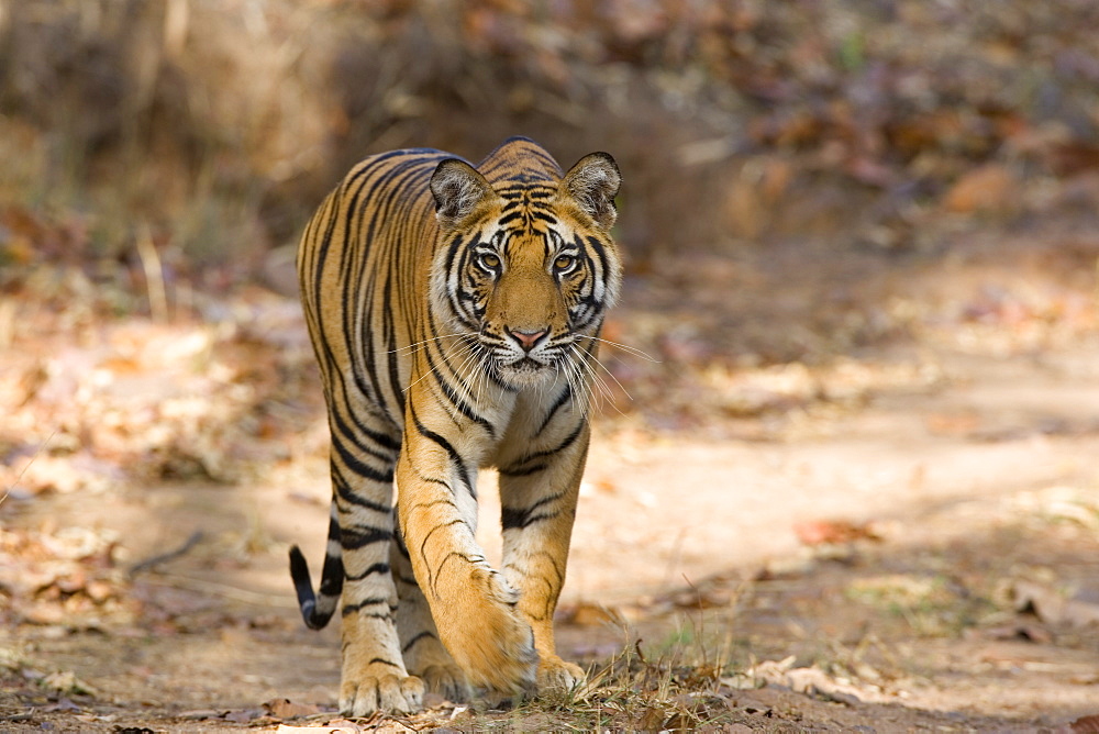 Bengal tiger (Panthera tigris tigris), Bandhavgarh, Madhya Pradesh, India