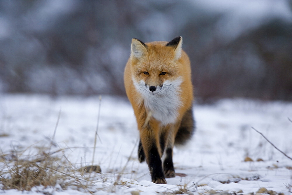 Red fox, Vulpes vulpes, Churchill, Manitoba, Canada, North America