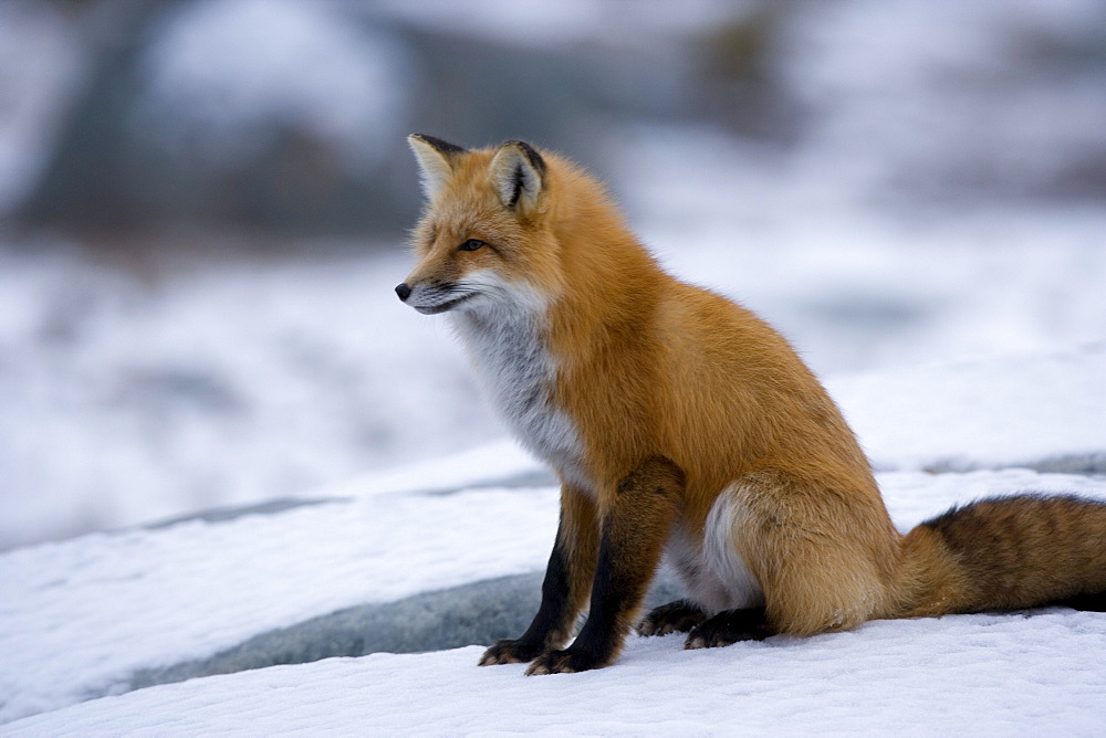 Red fox, Vulpes vulpes, Churchill, Manitoba, Canada, North America