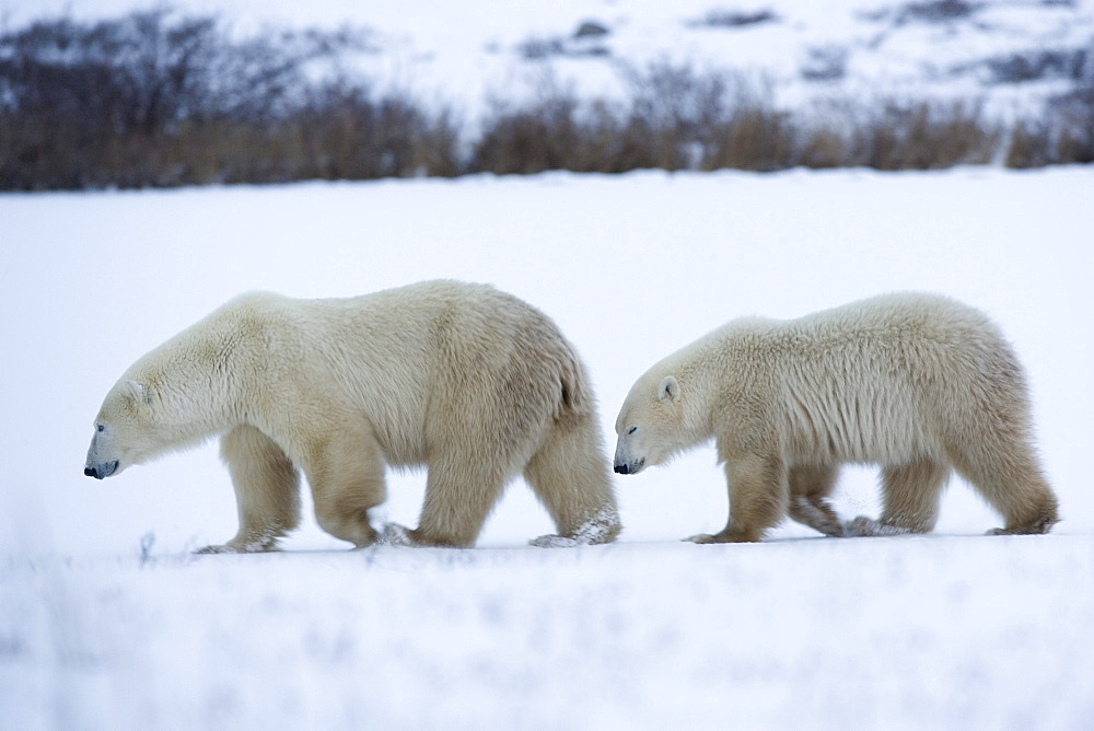 Polar bear with cub, Ursus maritimus, Churchill, Manitoba, Canada, North America