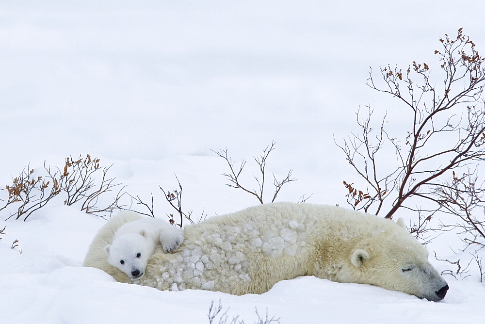 Polar Bear with cubs, (Ursus maritimus), Churchill, Manitoba, Canada