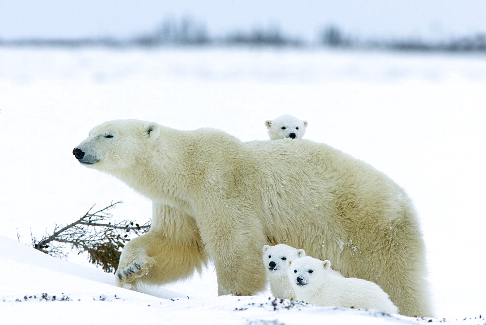 Polar bear (Ursus maritimus) mother with triplets, Wapusk National Park, Churchill, Hudson Bay, Manitoba, Canada, North America