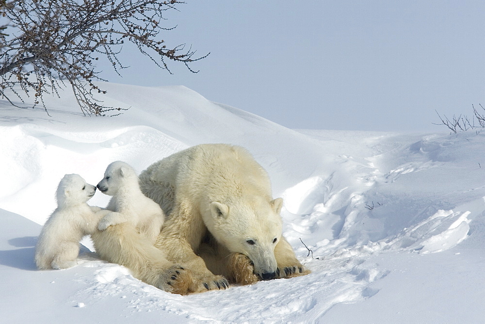 Polar bear (Ursus maritimus) mother with twin cubs, Wapusk National Park, Churchill, Hudson Bay, Manitoba, Canada, North America