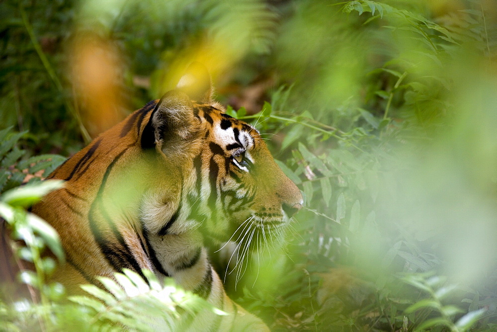 Female Indian tiger (Bengal tiger) (Panthera tigris tigris), Bandhavgarh National Park, Madhya Pradesh state, India, Asia