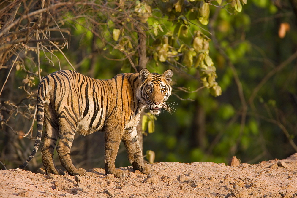 Bengal tiger, (Panthera tigris tigris), Bandhavgarh, Madhya Pradesh, India