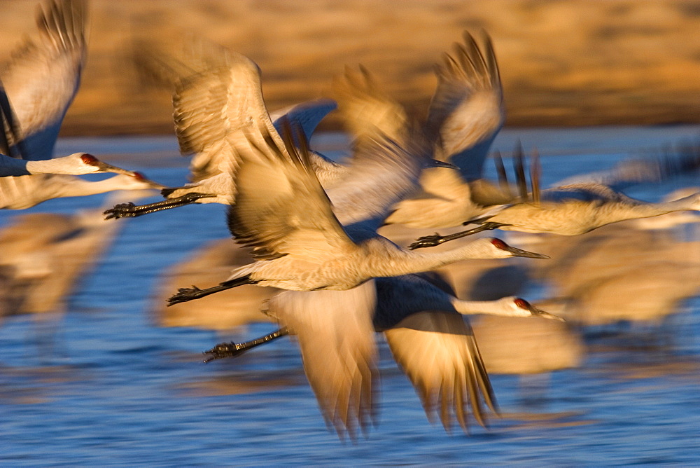 Sandhill Crane, (Grus canadensis), Bosque del Apache, Socorro, New Mexico, USA